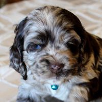 AKC Cocker Spaniels Puppies For Adoption And Re-homing