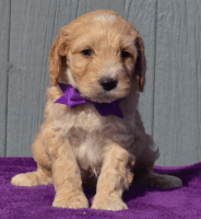 Cockapoo Puppies for sale