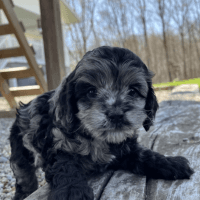 Cockapoo Puppies for sale