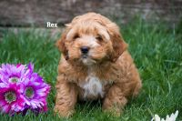 3 Cockapoo puppies Clare, mi