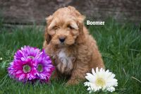 3 Cockapoo puppies Clare, mi