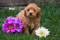 3 Cockapoo puppies Clare, mi