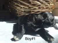 Hypoallergenic Cockapoos Puppies