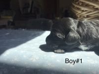 Hypoallergenic Cockapoos Puppies