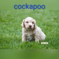 F1B cockapoo puppies Surrey Rd Clare, mi.