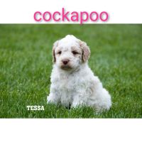 F1B cockapoo puppies Surrey Rd Clare, mi.