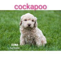 F1B cockapoo puppies Surrey Rd Clare, mi.