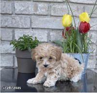 Adorable Cockapoo