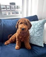 \ Nolan\  High Quality Beautiful F2 Cockapoo Puppies for sale !!