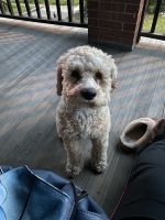 10 month old Cockapoo For sale