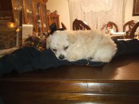 Clovis puppy's for sale