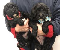 Cockapoo puppies boys and girls