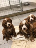 Cockapoo puppies boys and girls