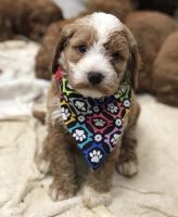 Cockapoo puppies boys and girls