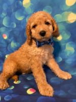  Sam  High Quality Beautiful F2 Cockapoo Puppies for sale !!