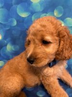  Sam  High Quality Beautiful F2 Cockapoo Puppies for sale !!