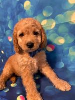  Sam  High Quality Beautiful F2 Cockapoo Puppies for sale !!