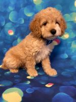  Nolan  High Quality Beautiful F2 Cockapoo Puppies for sale !!