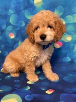  Nolan  High Quality Beautiful F2 Cockapoo Puppies for sale !!