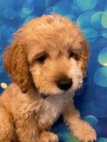 Nolan High Quality Beautiful F2 Cockapoo Puppies for sale !!
