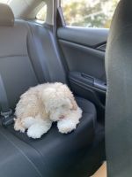 6 month old cockapoo