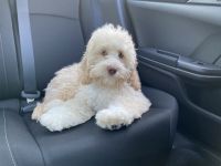 6 month old cockapoo