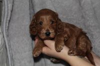 Cockapoo puppies