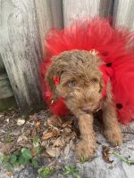  Sheila  High Quality Beautiful F2 Cockapoo Puppies for sale !!