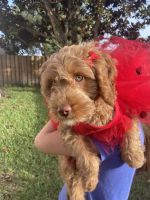 Sheila High Quality Beautiful F2 Cockapoo Puppies for sale !!