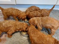 Champagne Gorgeous toy Cockapoo Puppies