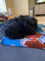 4 month old cockapoo