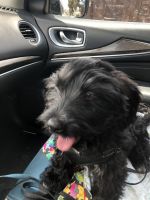 4 month old cockapoo