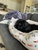 4 month old cockapoo