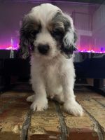 Puppies for sale in Texas