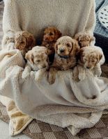 Cockerpoo puppies