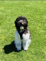 Beautiful 10 Mo Old Doodle Pup