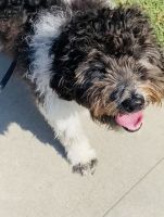 Beautiful 10 Mo Old Doodle Pup