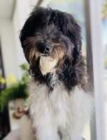 Beautiful 10 Mo Old Doodle Pup