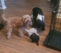 Cockapoo Puppies - ready Aug 7