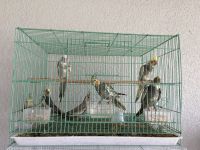 Cockatiel Birds for sale in Auburndale, FL, USA. price: $150