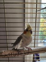 Cockatiel Birds for sale in Moon Twp, PA 15108, USA. price: $500