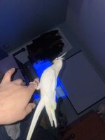 Cockatiel Birds Photos