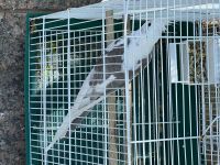 Cockatiel Birds for sale in Yonkers, NY 10704, USA. price: $200