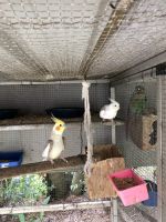 Cockatiel Birds for sale in Sippy Downs QLD 4556, Australia. price: NA