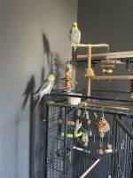 Cockatiel Birds for sale in Caledonia, Michigan. price: $350