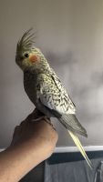 Cockatiel Birds for sale in Rochester Hills, MI, USA. price: $130