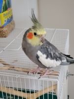 Cockatiels for sale