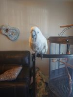 Cockatoo Birds for sale in Mesa, AZ, USA. price: $2,500