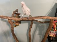 Cockatoo Birds for sale in St. Louis, MO, USA. price: NA