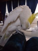 Cockatoo Birds for sale in Seattle, WA, USA. price: $2,000
